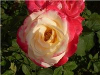 4d00305a-Picture 2774.jpg
